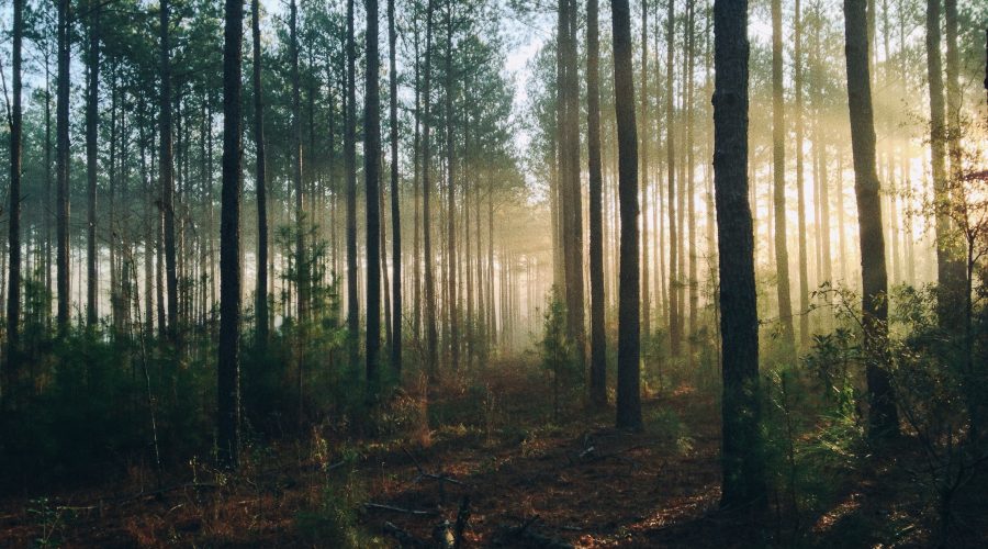 bosques-sostenibles